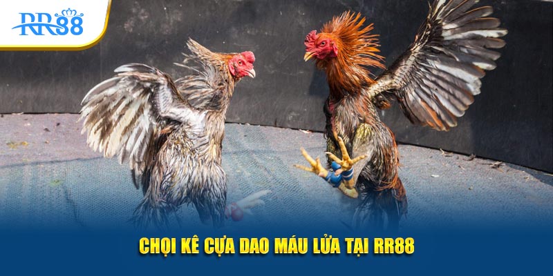 Chọi kê cựa dao máu lửa tại RR88